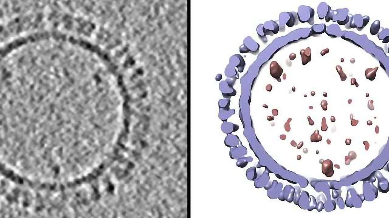 3D Structure of 1918 Influenza Recreated