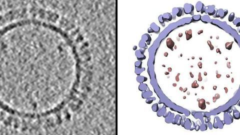 3D Structure of 1918 Influenza Recreated