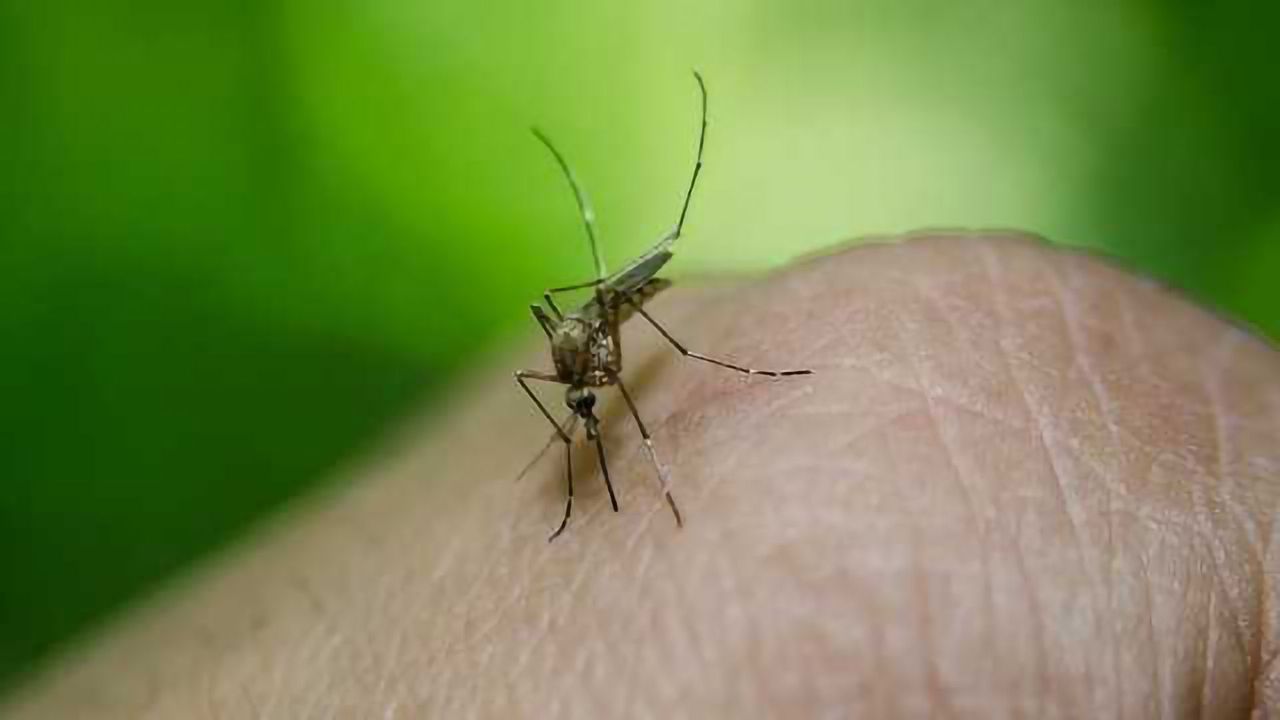 Understanding Malaria's Escape