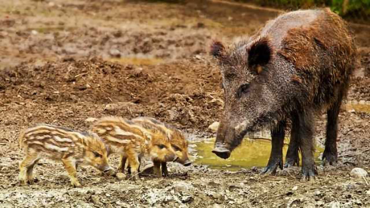 African Swine Fever Epidemic Prevention Strategy Formed