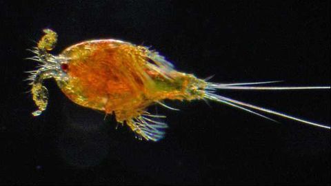 Mitochondrial Evolution May Cause Speciation