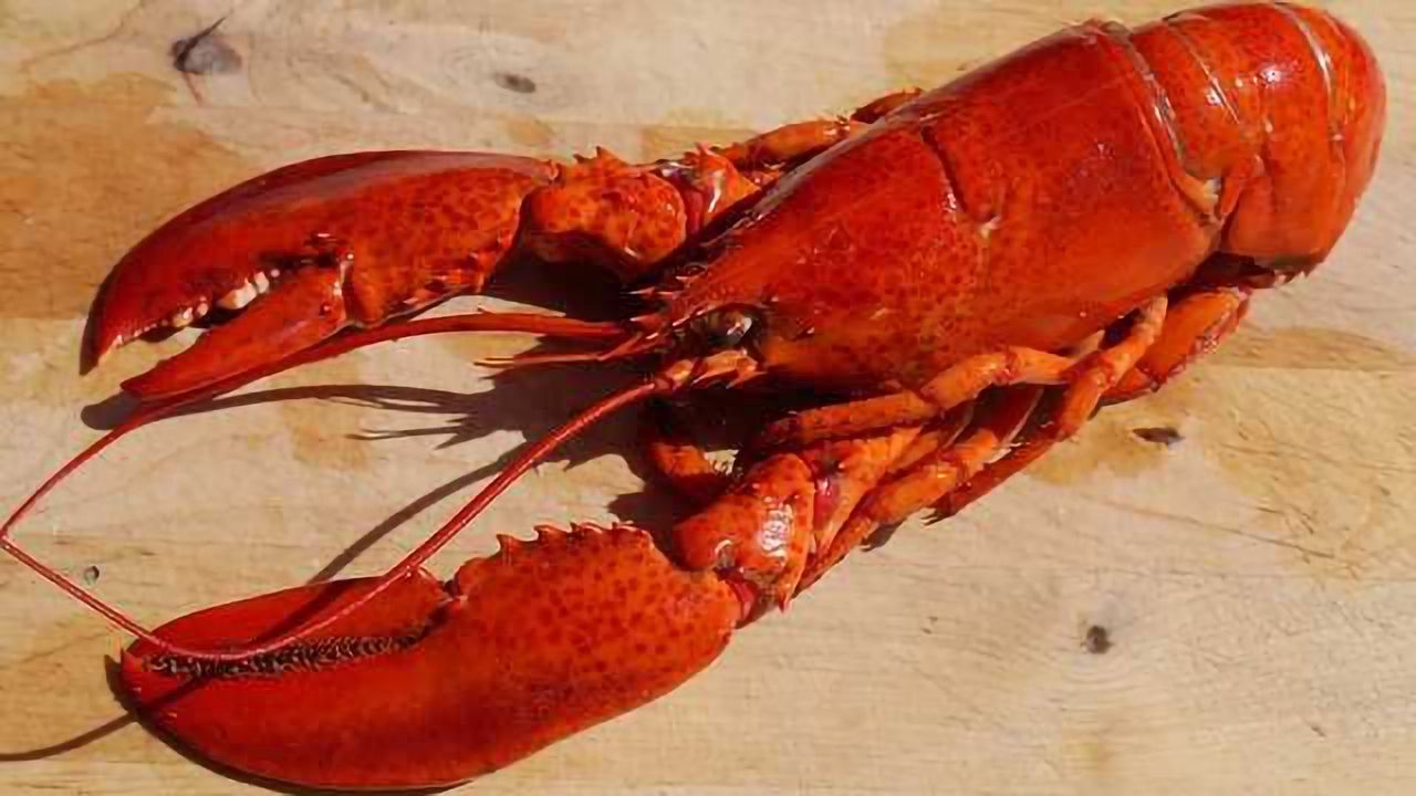 The Secret Life of Lobster