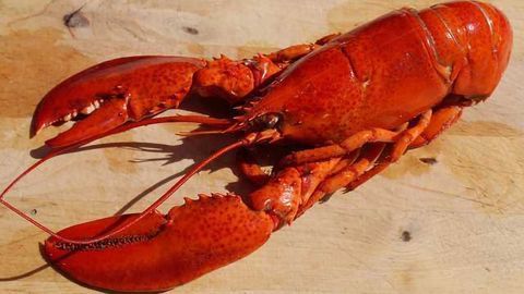The Secret Life of Lobster