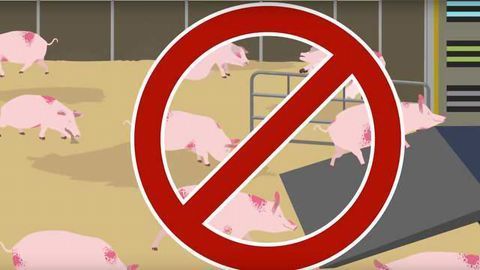 African Swine Fever: How to Stay One Step Ahead