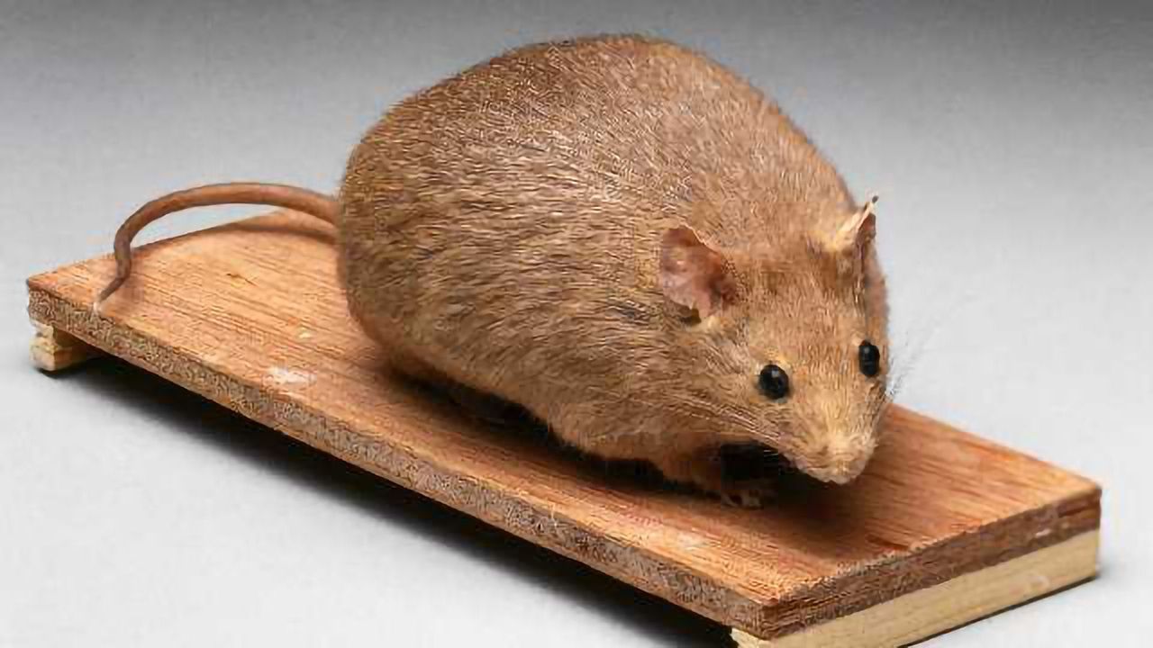 Mouse Study Suggests That Dietary Fat, Not Carbs, Drives Obesity