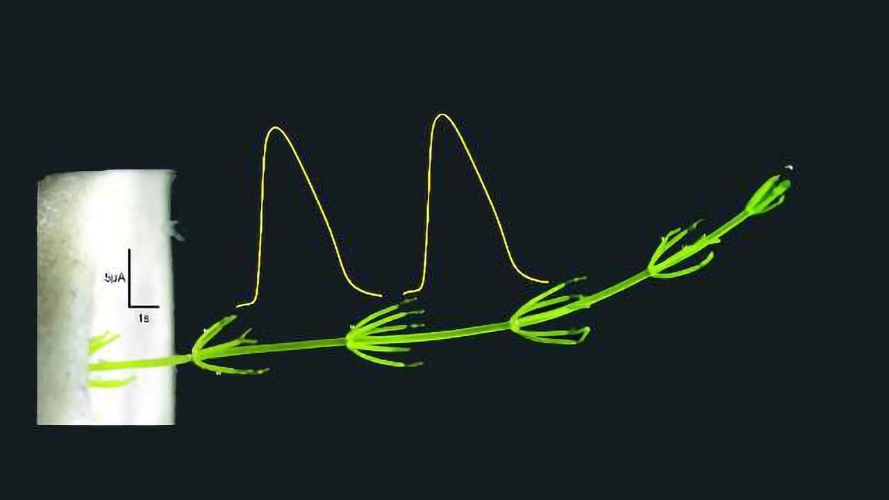 Land Genes in Algae Identified