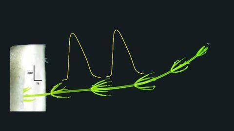 Land Genes in Algae Identified