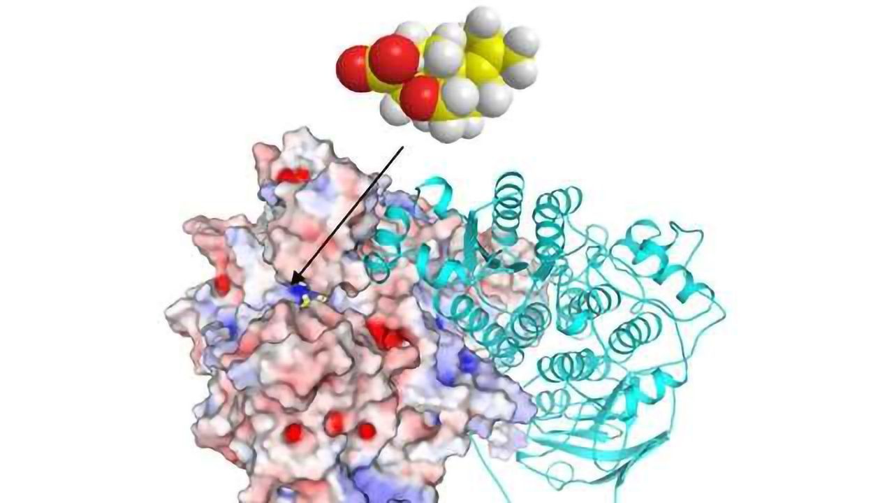 Natural Product Could Lead to New Class of Commercial Herbicide