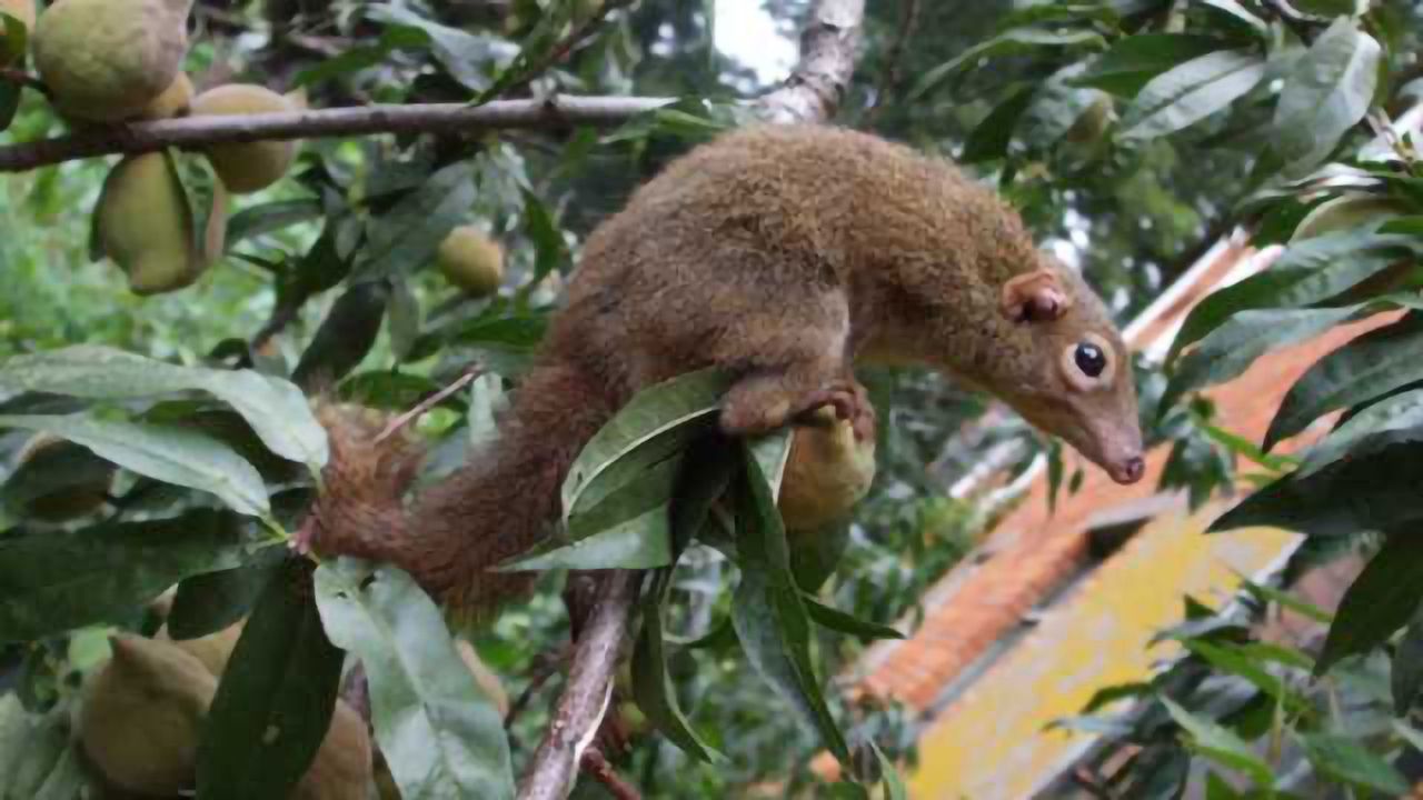Some Like it Hot - Including Tree Shrews!
