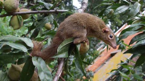 Some Like it Hot - Including Tree Shrews!