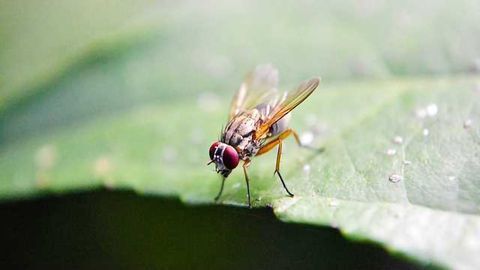 Buzzing for Love: Fruit fly mating decisions can teach us about human motivation