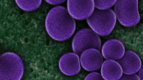 Crowdsourcing Friendly Bacteria Helps Superbug Cause Infection
