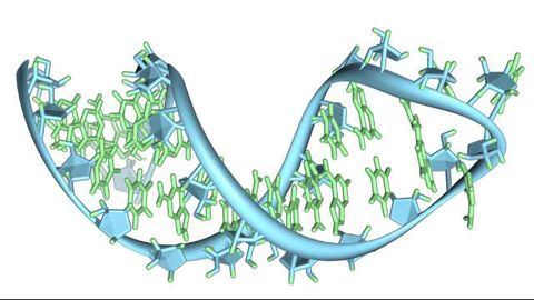 Hidden Signals in RNAs Regulate Protein Synthesis