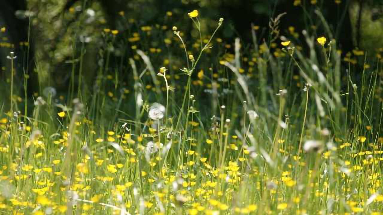 Hay Fever Risk Genes Overlap with Autoimmune Disease