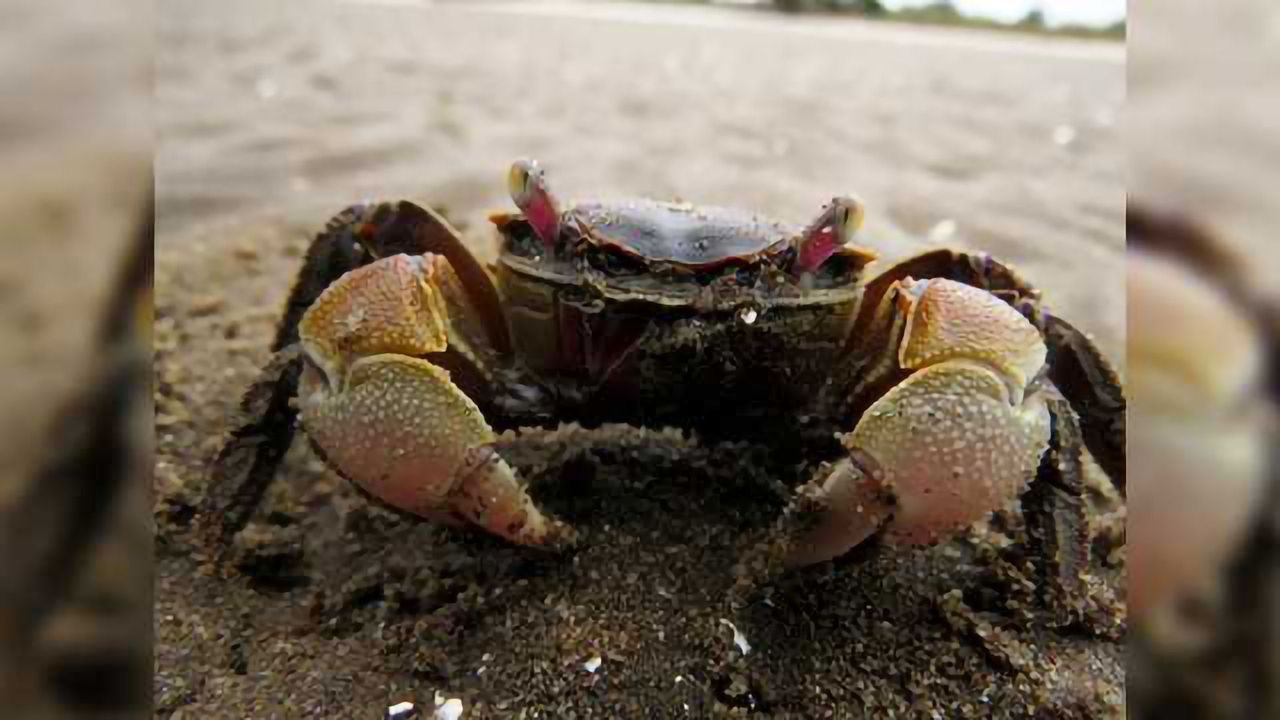 Through the Eyes of the Crab: Binocular processing of object motion in the crustacean