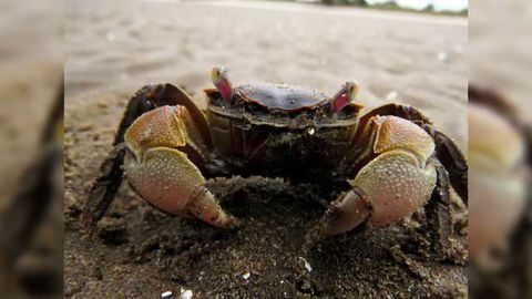 Through the Eyes of the Crab: Binocular processing of object motion in the crustacean