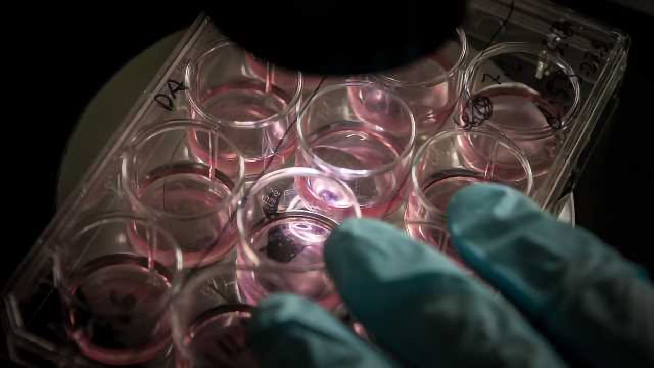 Protein Essential for Making Stem Cells Identified