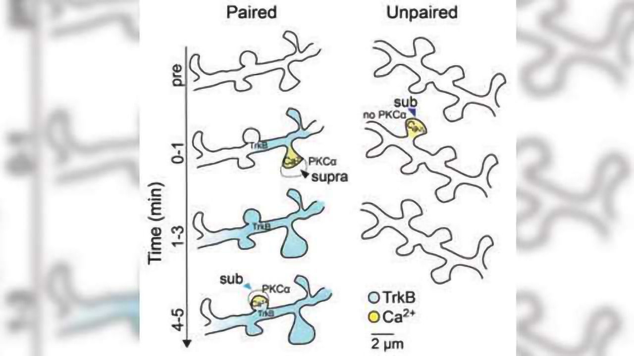 Convergence of Synaptic Signals is Mediated by a Protein Critical for Learning and Memory