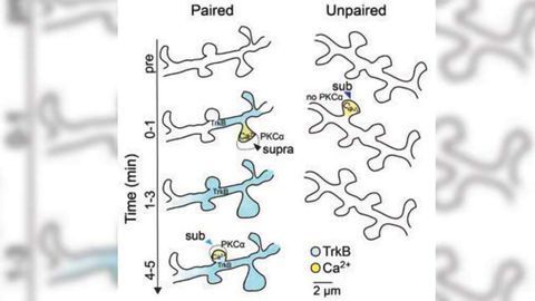 Convergence of Synaptic Signals is Mediated by a Protein Critical for Learning and Memory