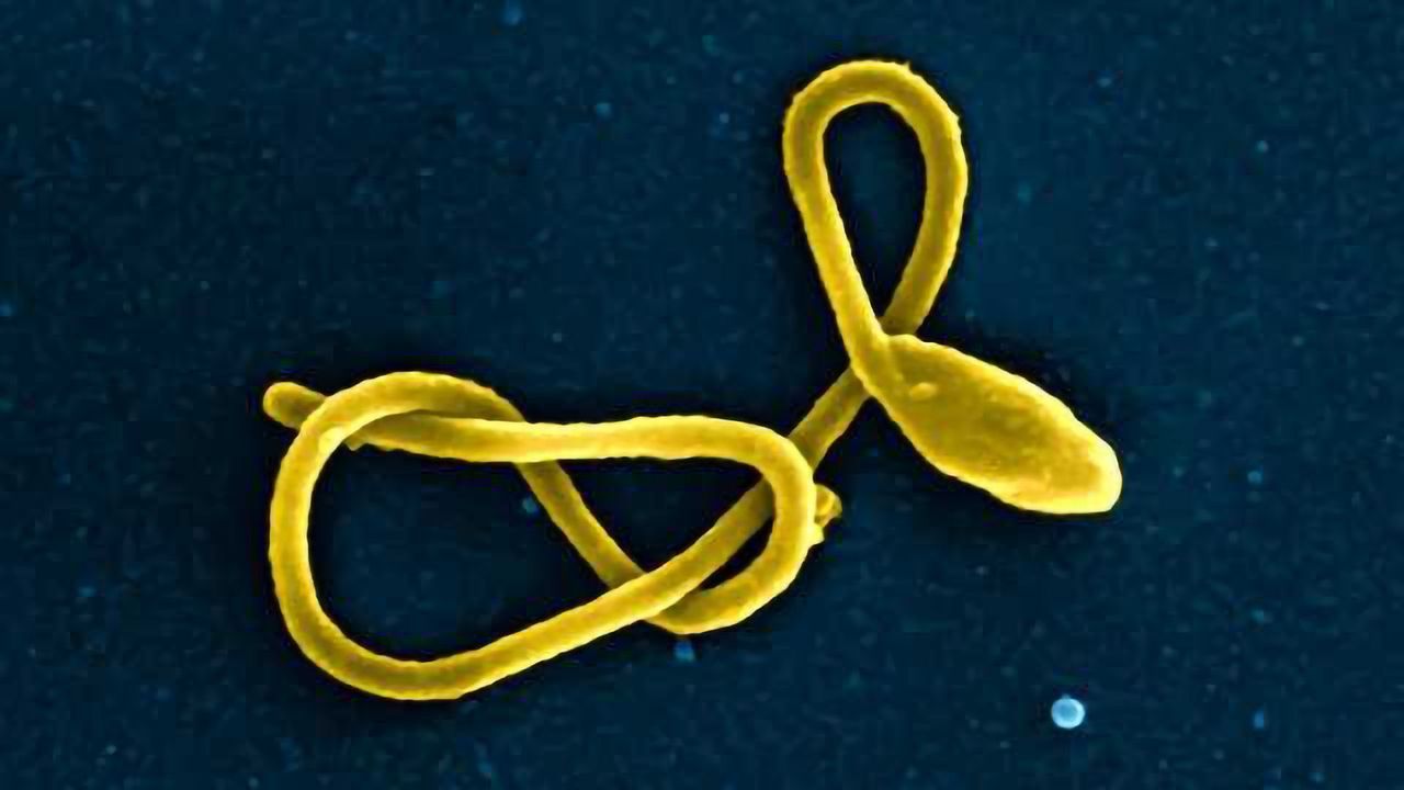 Broadly Acting Antibodies Found in Blood of Ebola Survivors