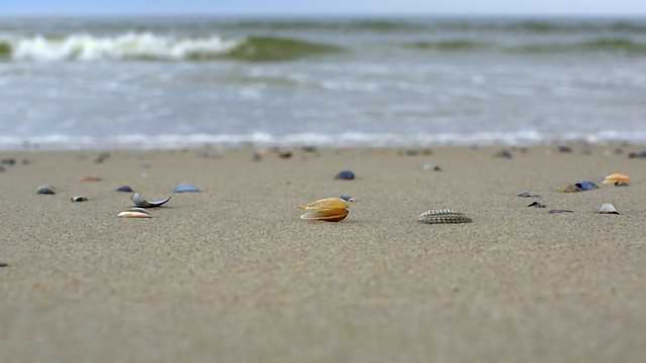 Beach Water Quality Forecasting at Your Fingertips
