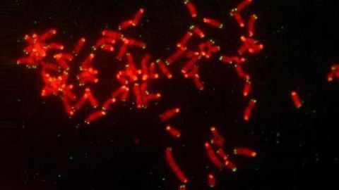A Mechanism of Drug Resistance in Breast & Ovarian Cancer