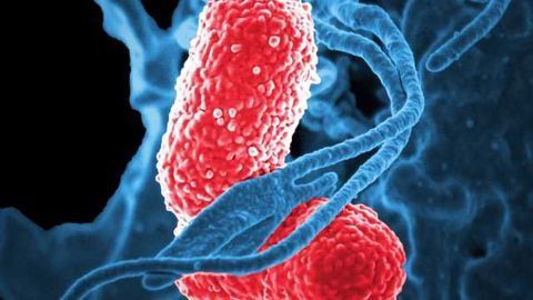 Study in Mouse Model of Autism Finds Mother's Microbiome Determines Risk