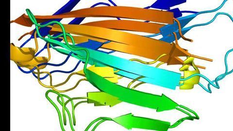The “Traffic Cop” Protein Which Gives Progenitor Cells Permission to Differentiate