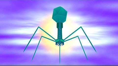 Working Together Helps Phage Overcome CRISPR