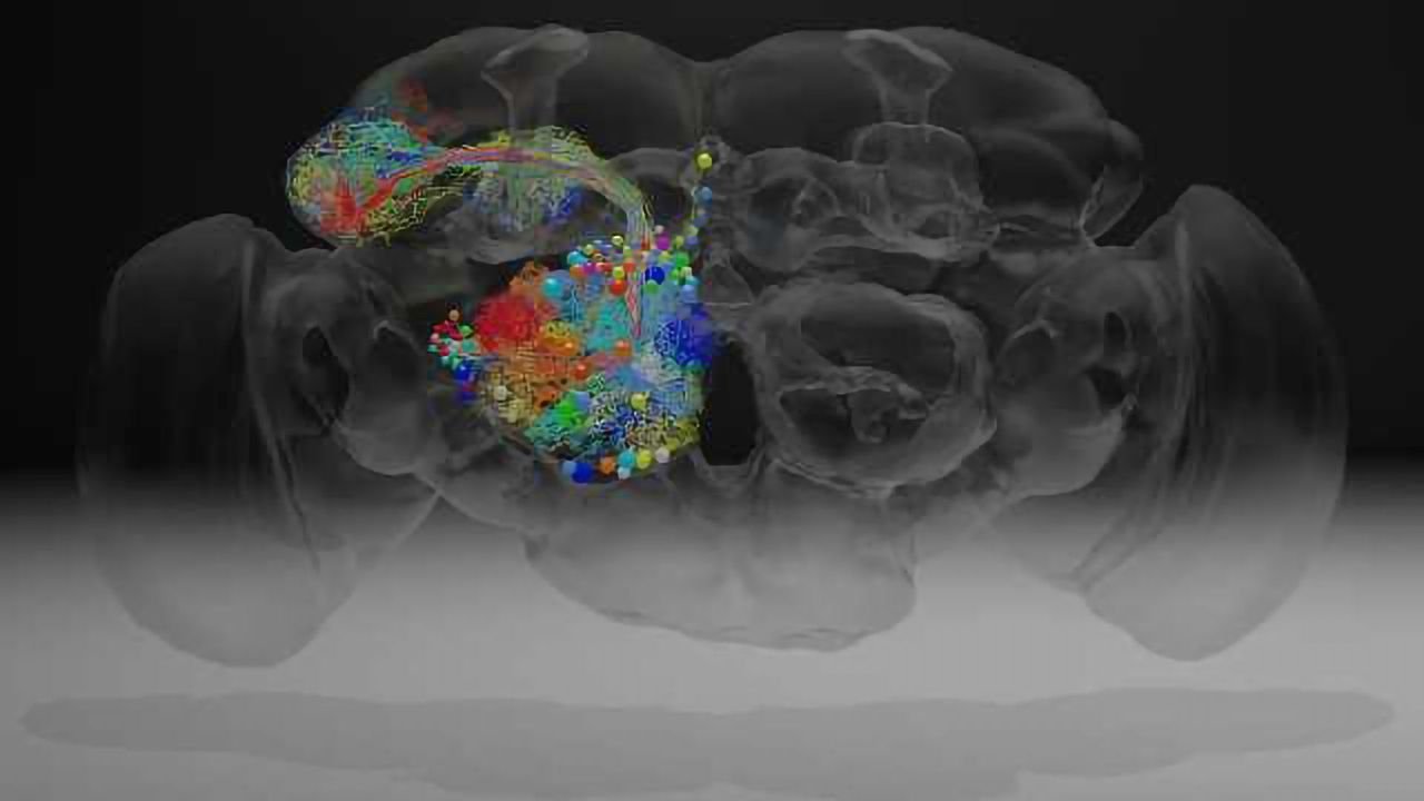 Neuroscience Milestone: Complete fly brain imaged at nanoscale resolution