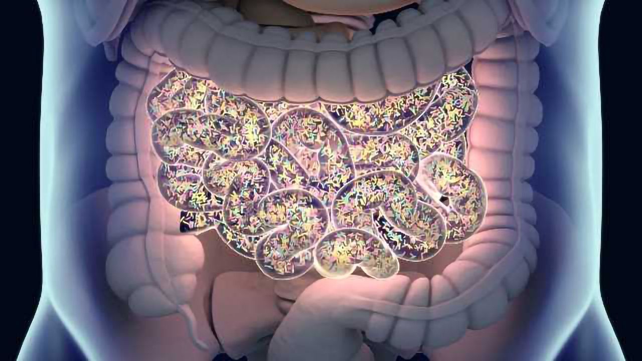 Single Gene Change in Gut Bacteria Alters Host Metabolism