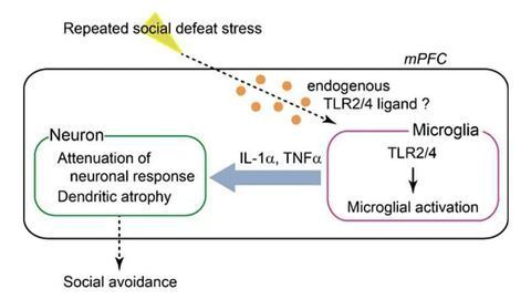Neural Inflammation Critical for Stress-Induced Depression