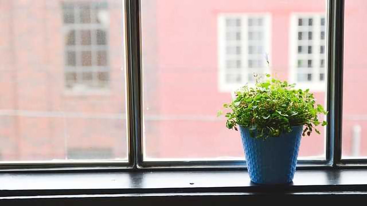 House Plants an an Early Warning System?
