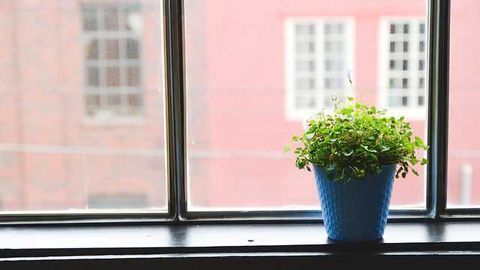 House Plants an an Early Warning System?