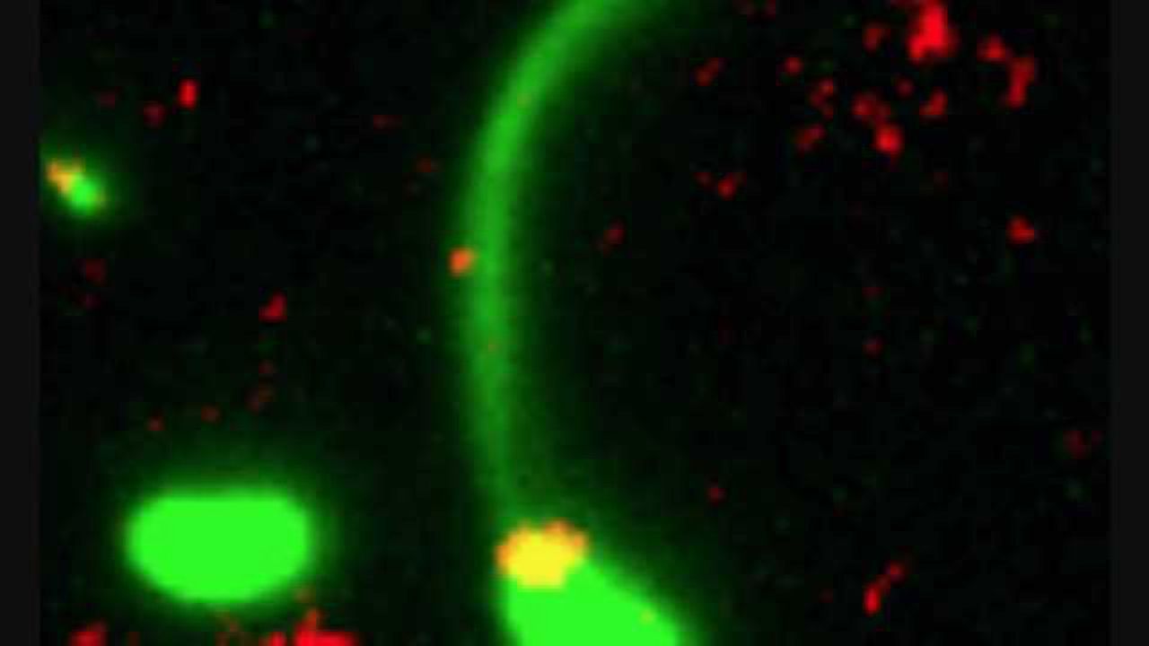 A Bacterium Reaches Out and Grabs Some New DNA