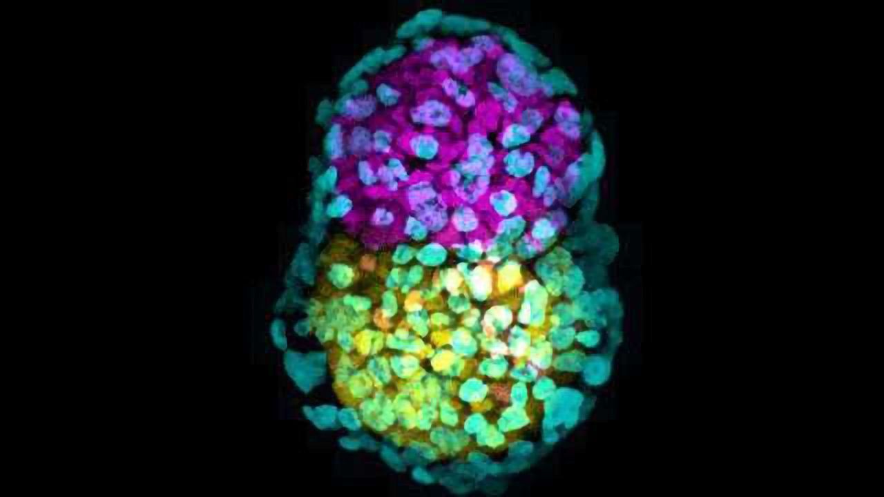 Crucial Step in Artificial Embryo Creation Achieved