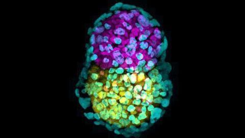 Crucial Step in Artificial Embryo Creation Achieved