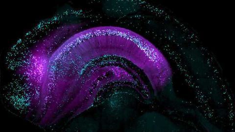 How Experience Changes Basics of Memory Formation