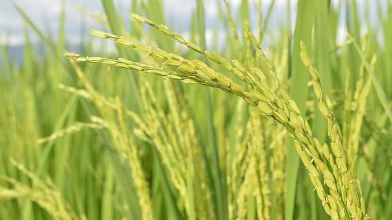 Thrifty Rice Ready for Changing Environment