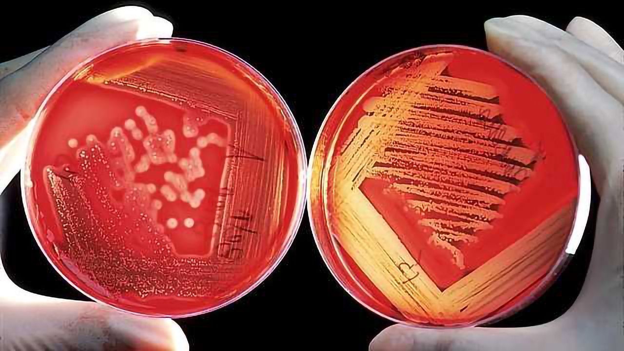 Memory Bank for Forgotten Antibiotics Launched