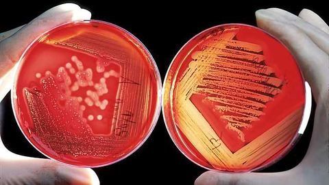 Memory Bank for Forgotten Antibiotics Launched