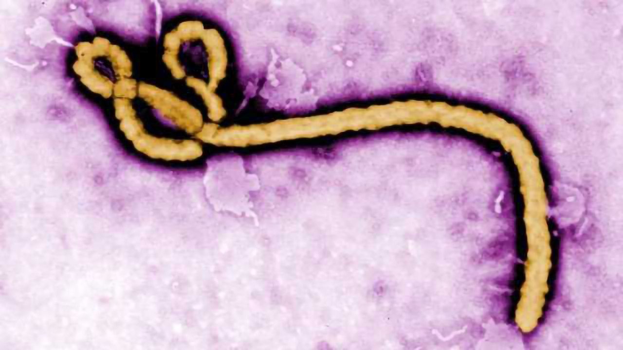 Bat Genome Contains Genetic Material From Ebola-Like Virus