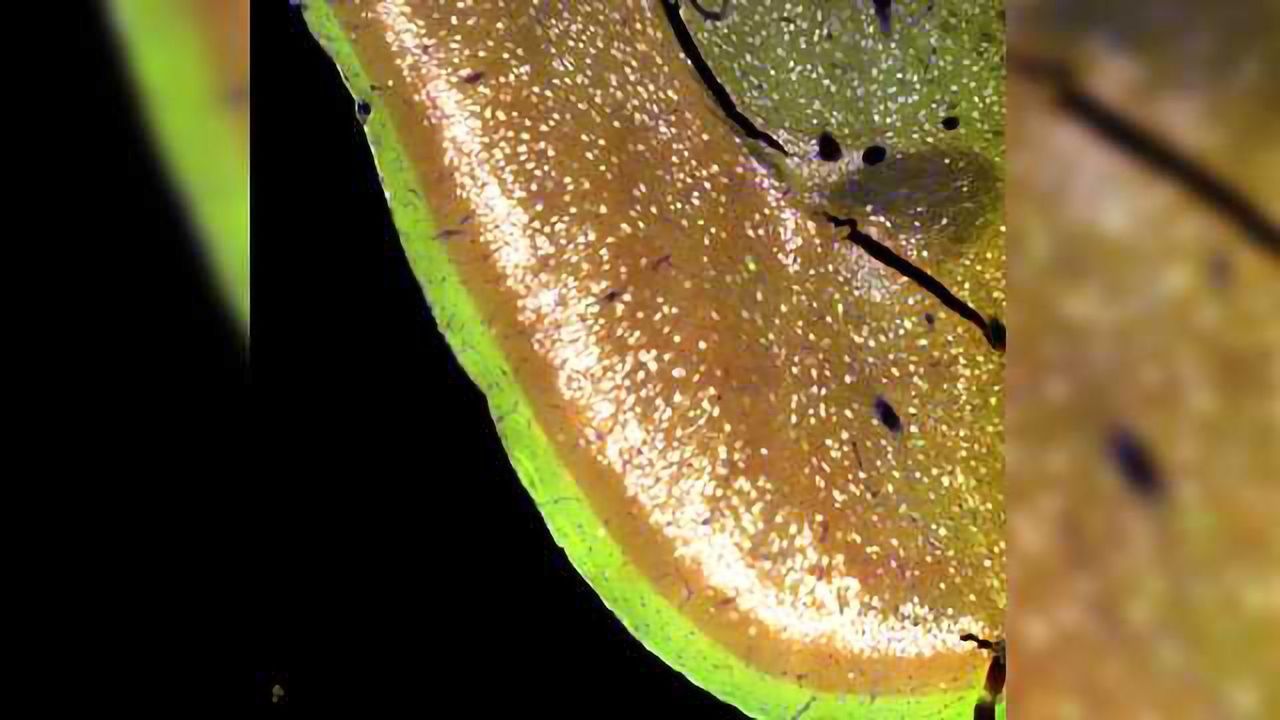 Piriform Cortex: Scientists survey smells at the circuit Level