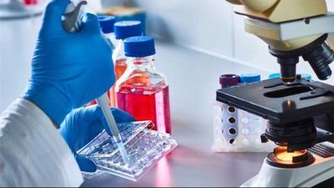 Enzyme Discovery Could Improve Drugs Against Cancer, Diabetes & Obesity