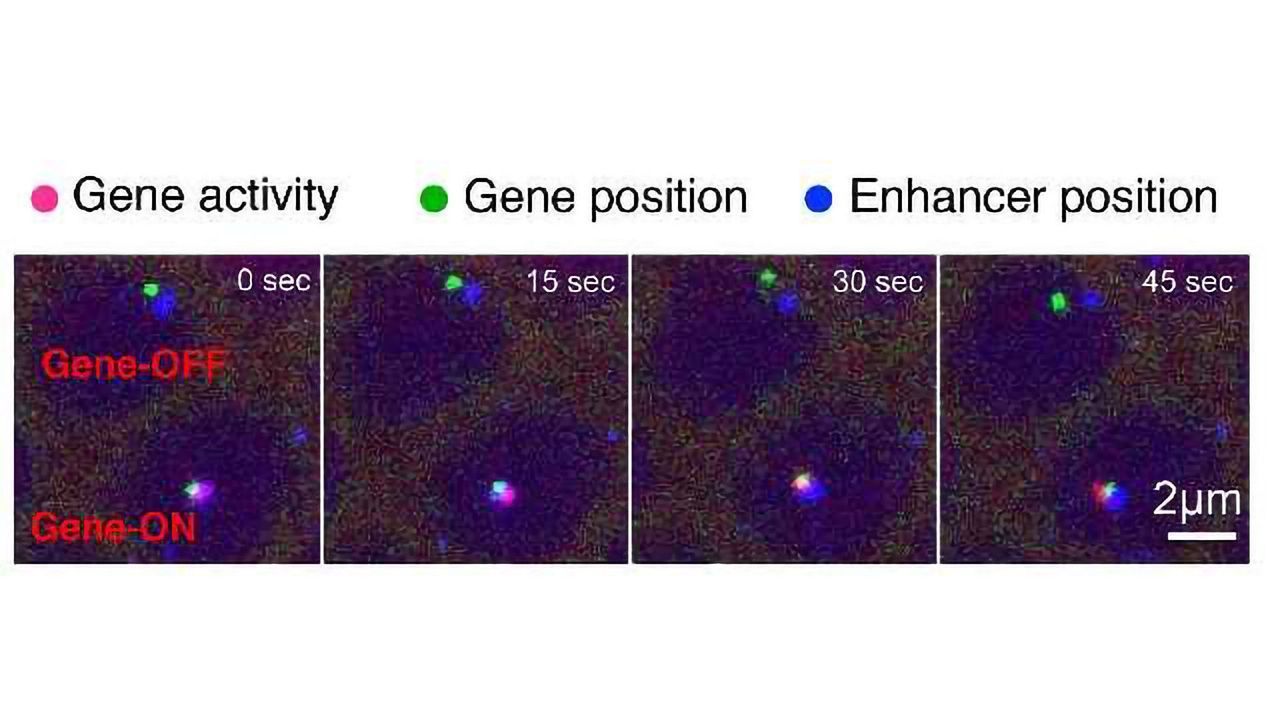 Imaging Shows 'Junk' DNA Acting as an On-Off Switch