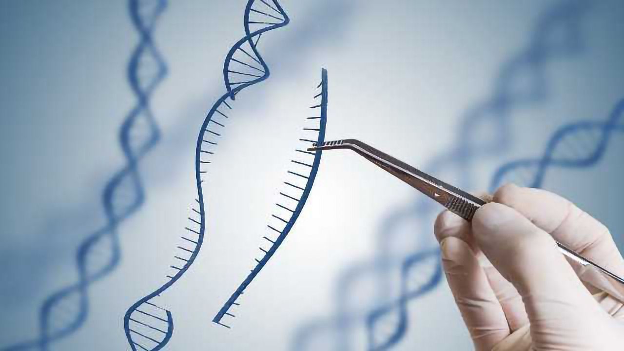 European Court Rules that Gene Editing is GM
