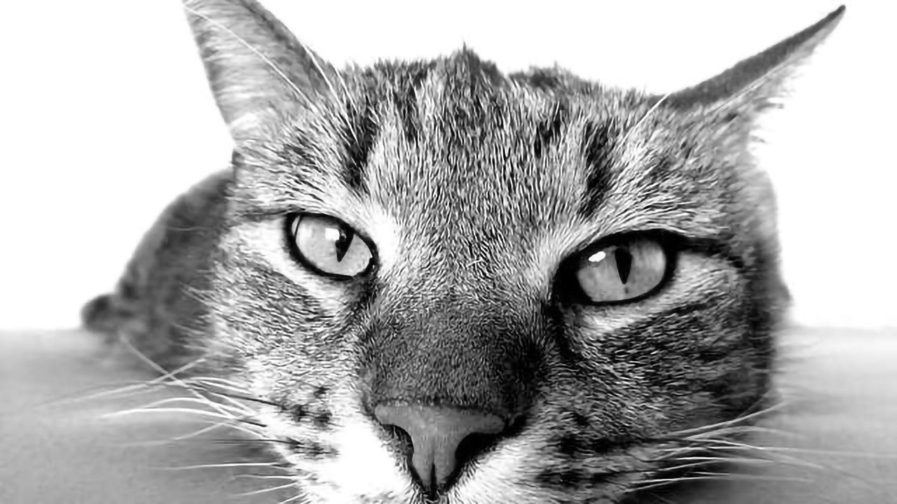 Cat Parasite Could Help Your Business Brain