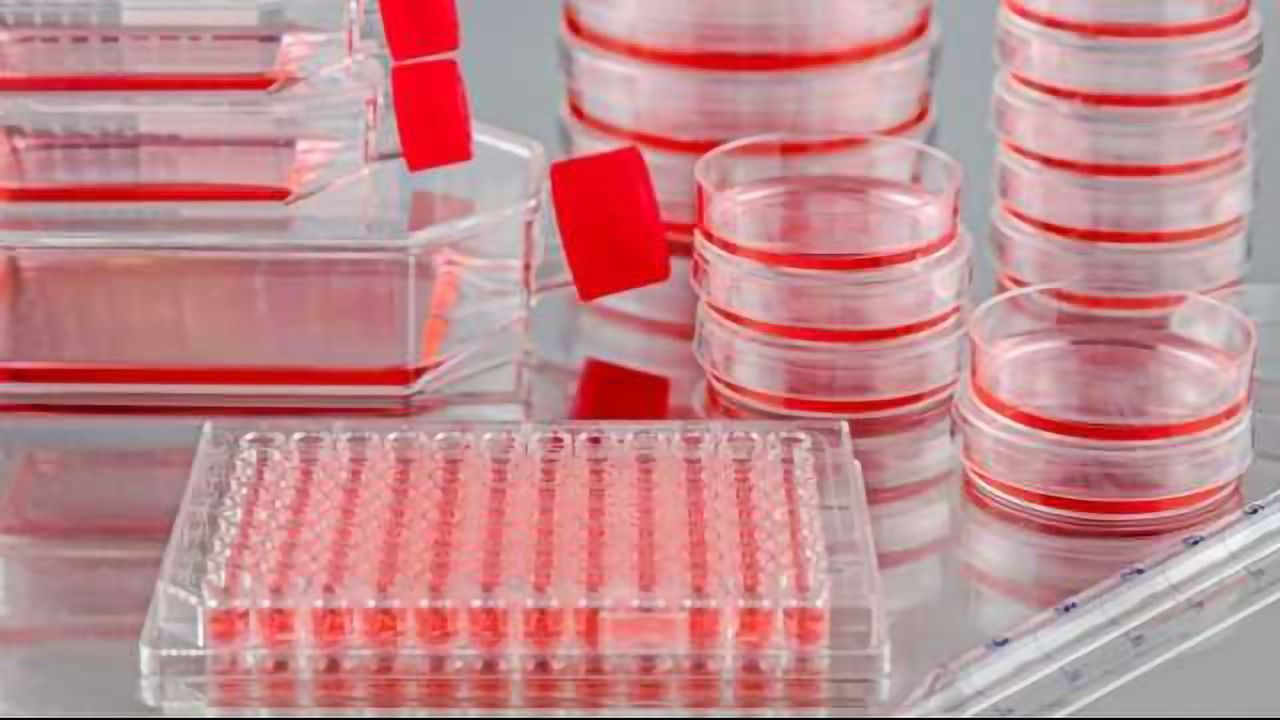 10 Tips for Successful Development of Cell Culture Assays | Technology ...