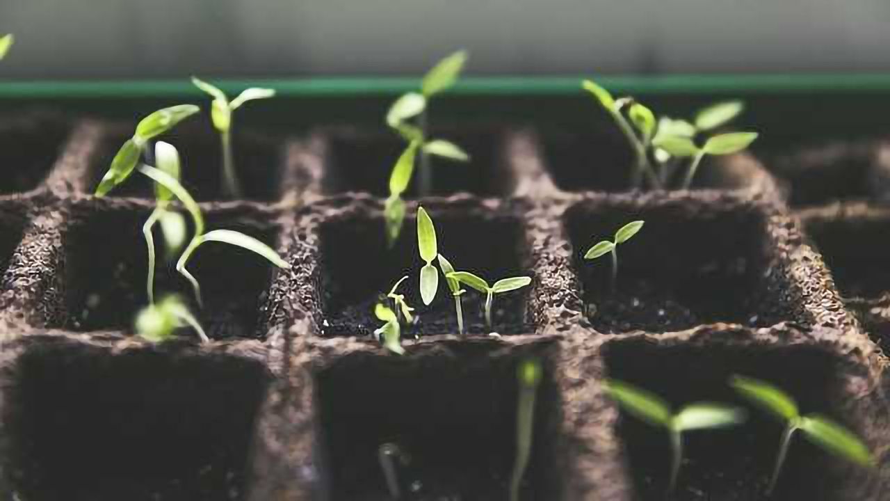 Fertilising May Increase Disease Susceptibility