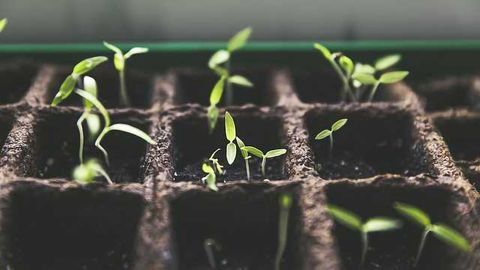 Fertilising May Increase Disease Susceptibility
